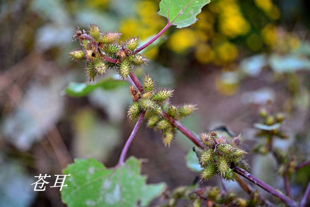 诗经里的植物辨识四十三卷耳和苍耳