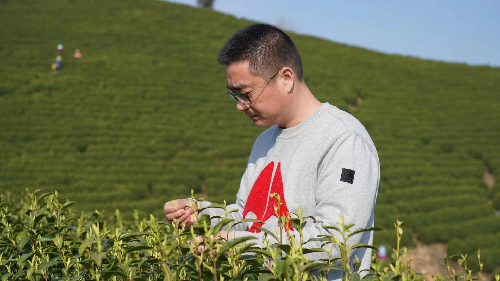 中國製茶大師葛聯敏奔向白茶界的中國標杆