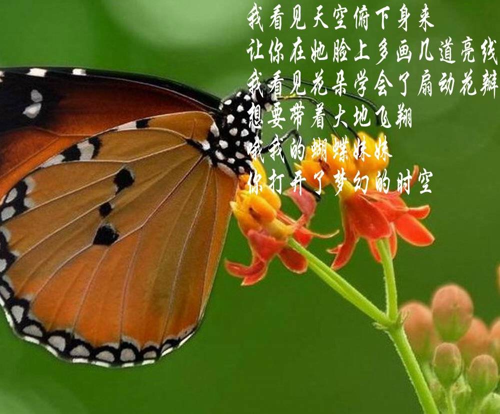 我的蝴蝶妹妹美图版文周延锋现代诗歌美文美图