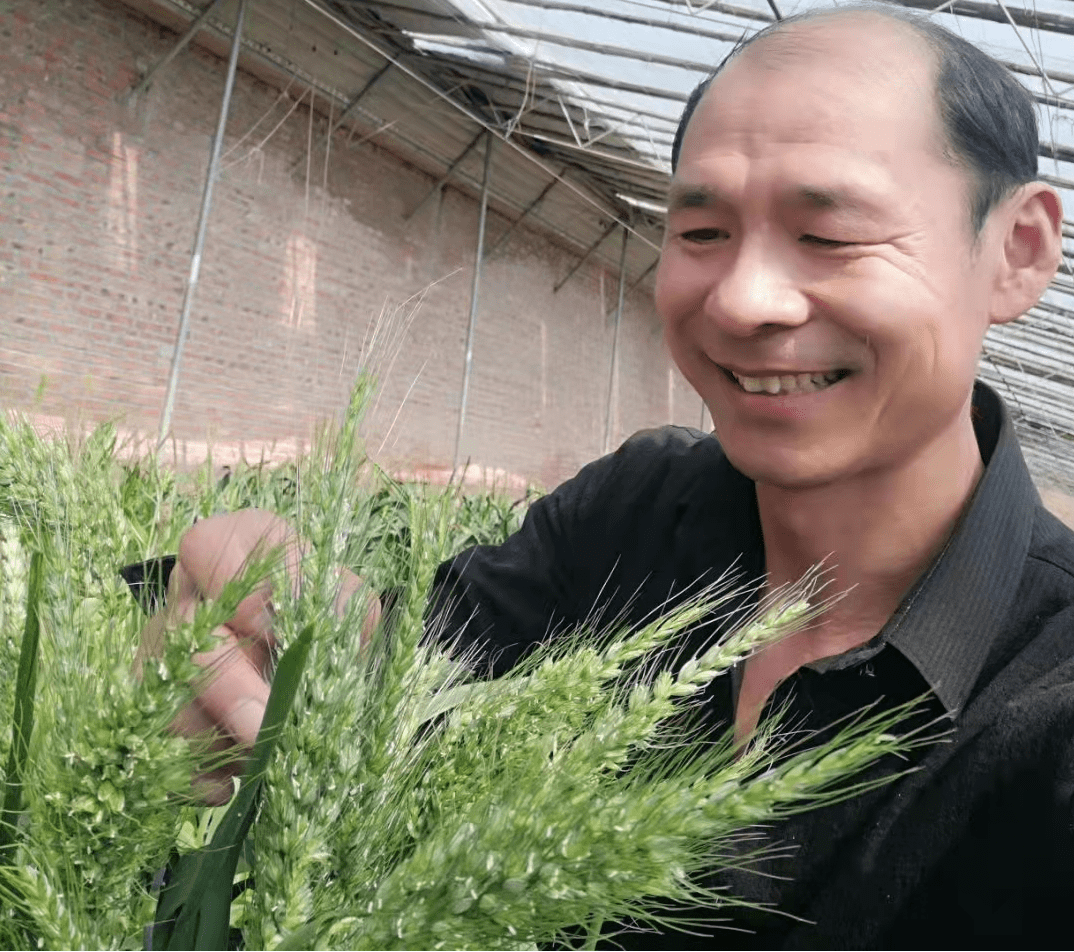 葳蕤禾麦生蓬勃大爱长乐陵市弭科农小麦研究所弭尚岭