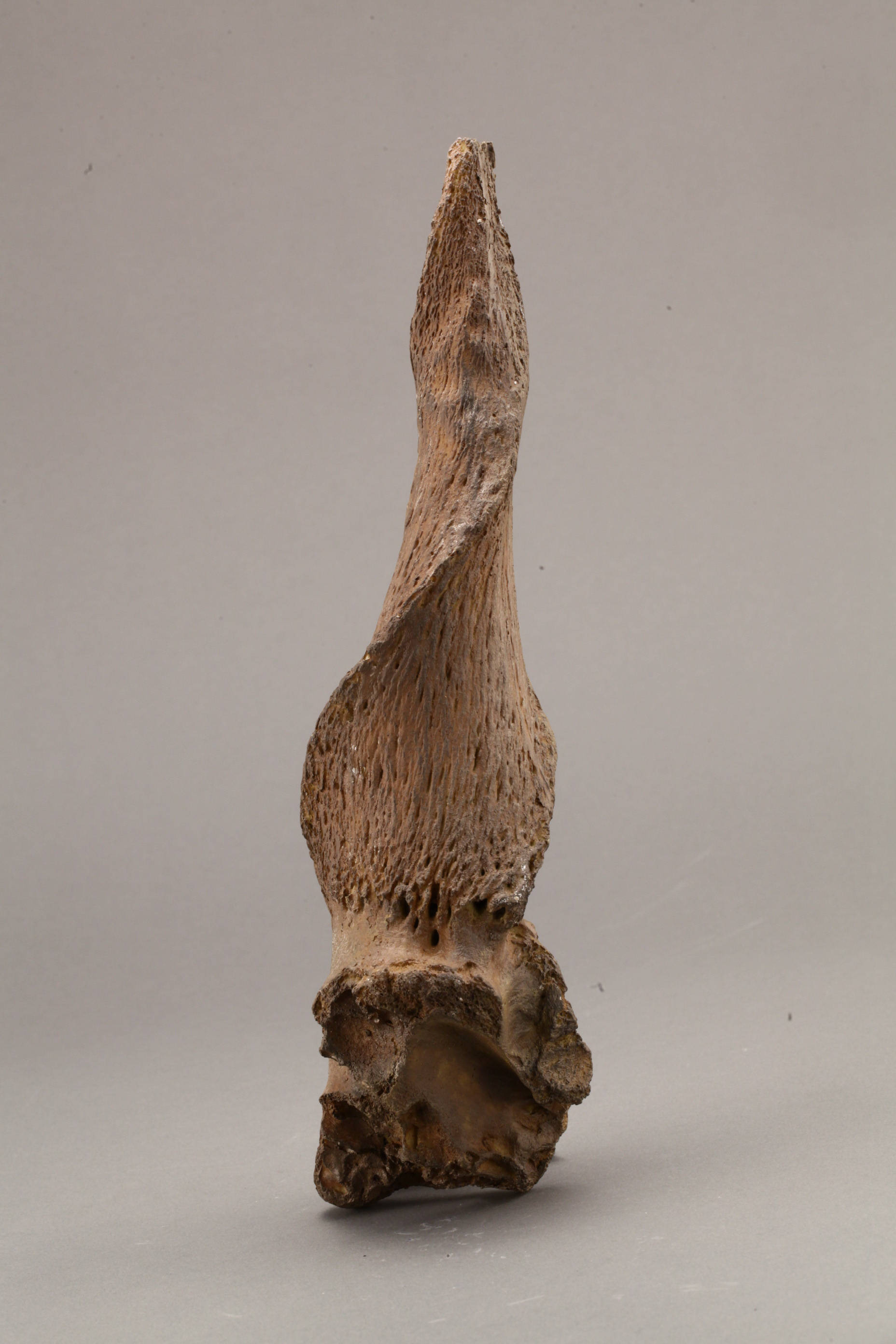 转角羚羊角化石原始牛头骨化石古生物化石展柜通讯员:何佳