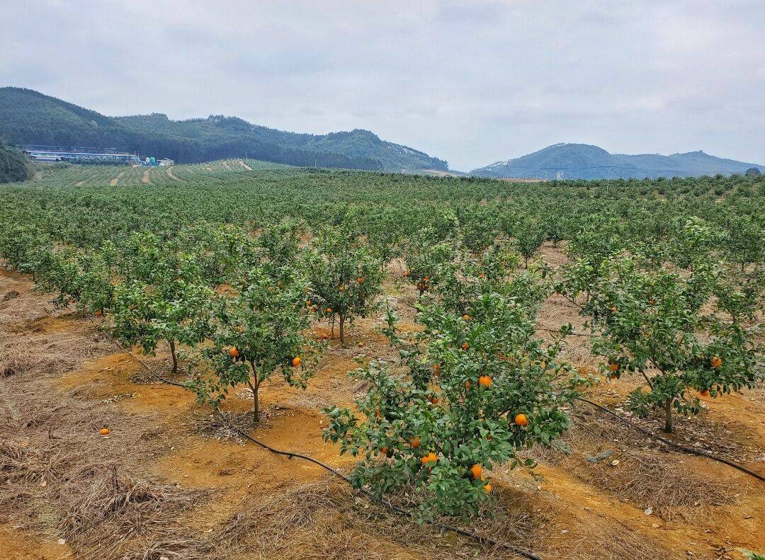 沙糖桔种植面积逐年减少,以后沃柑面积会超过沙糖桔吗?