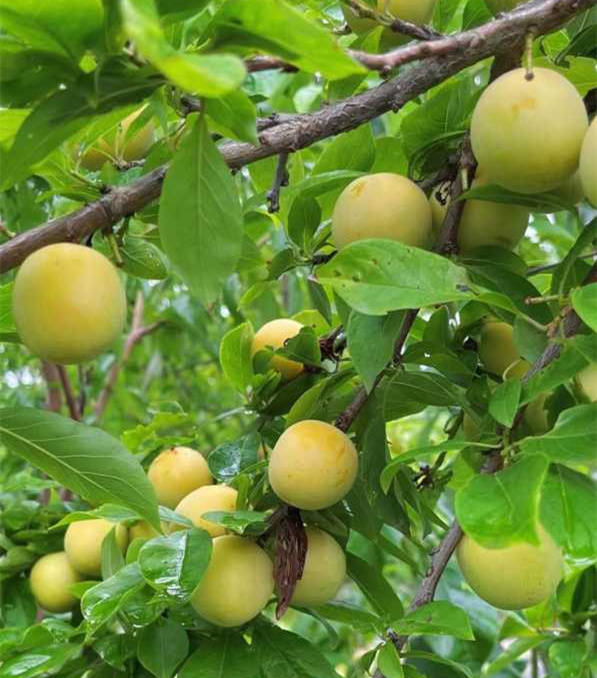 2年生早黄李子树苗价格早黄李子树苗品种特点介绍