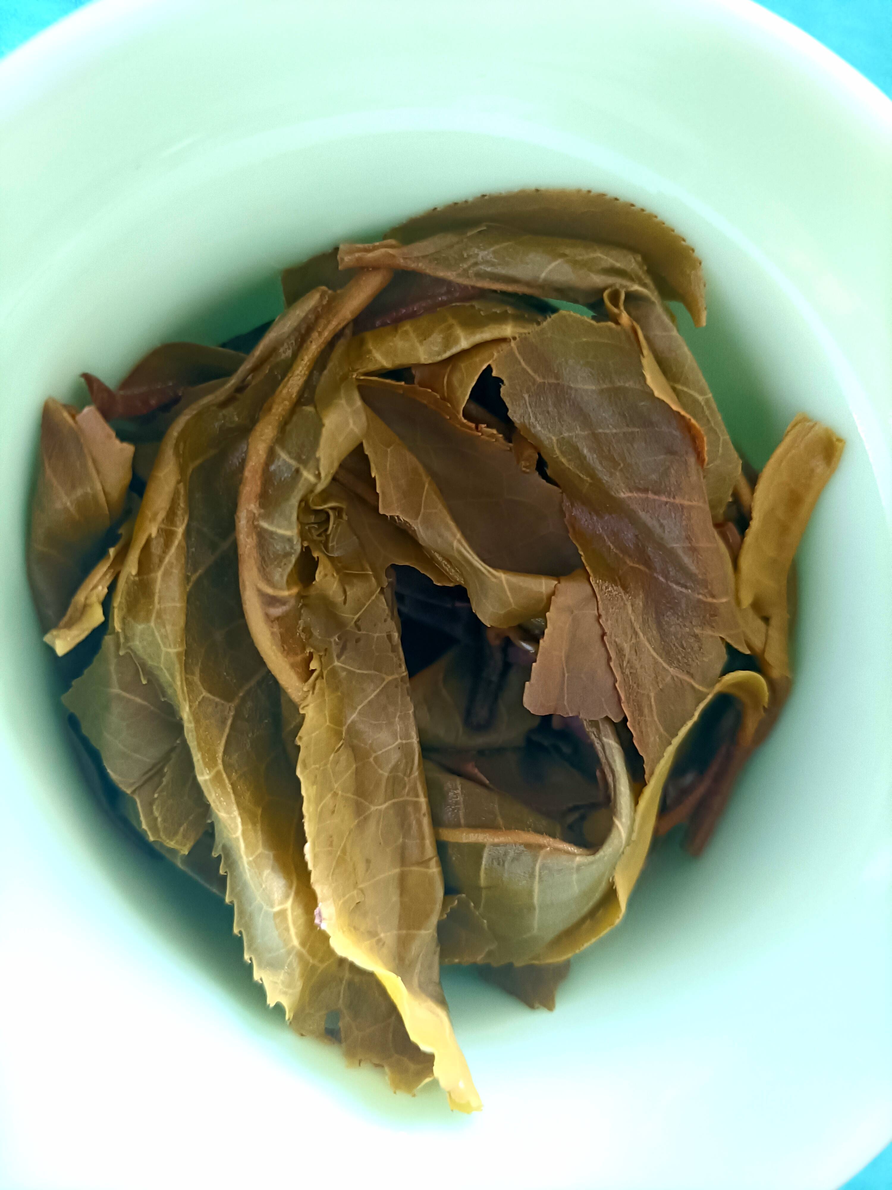 品鉴大雪山古树茶