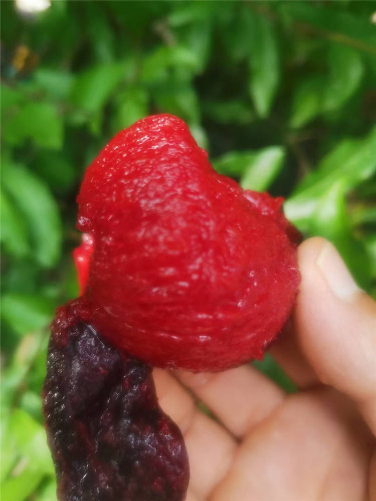 目前在新疆比较火的李子品种风味玫瑰李子大家见过吗早熟果肉红色