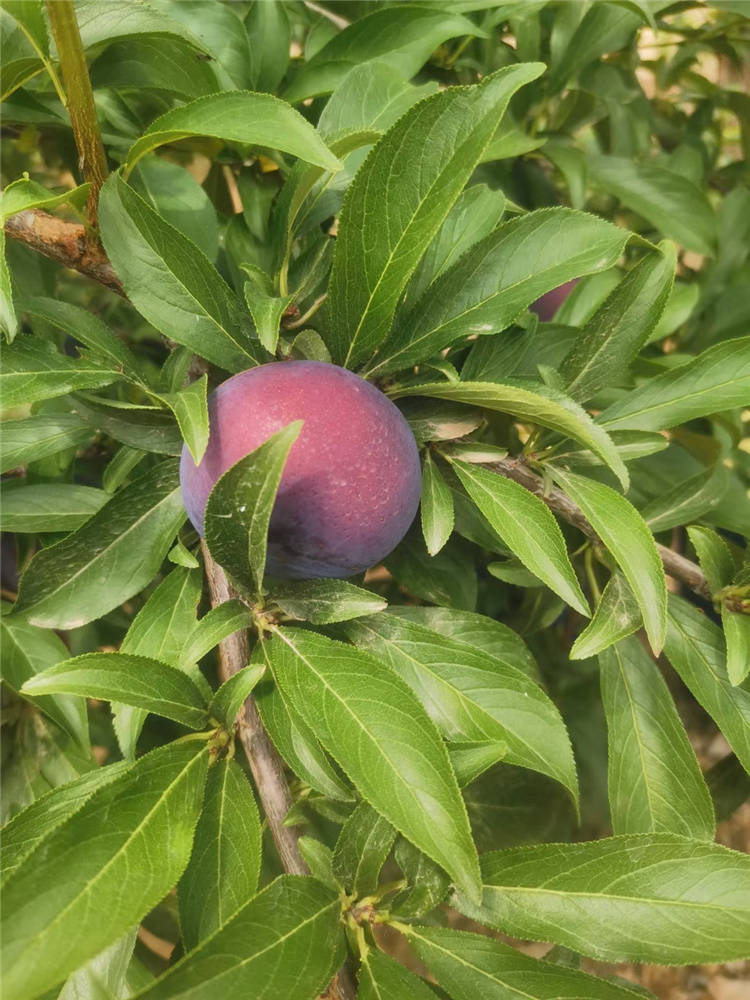 目前在新疆比较火的李子品种——风味玫瑰李子大家见过吗?