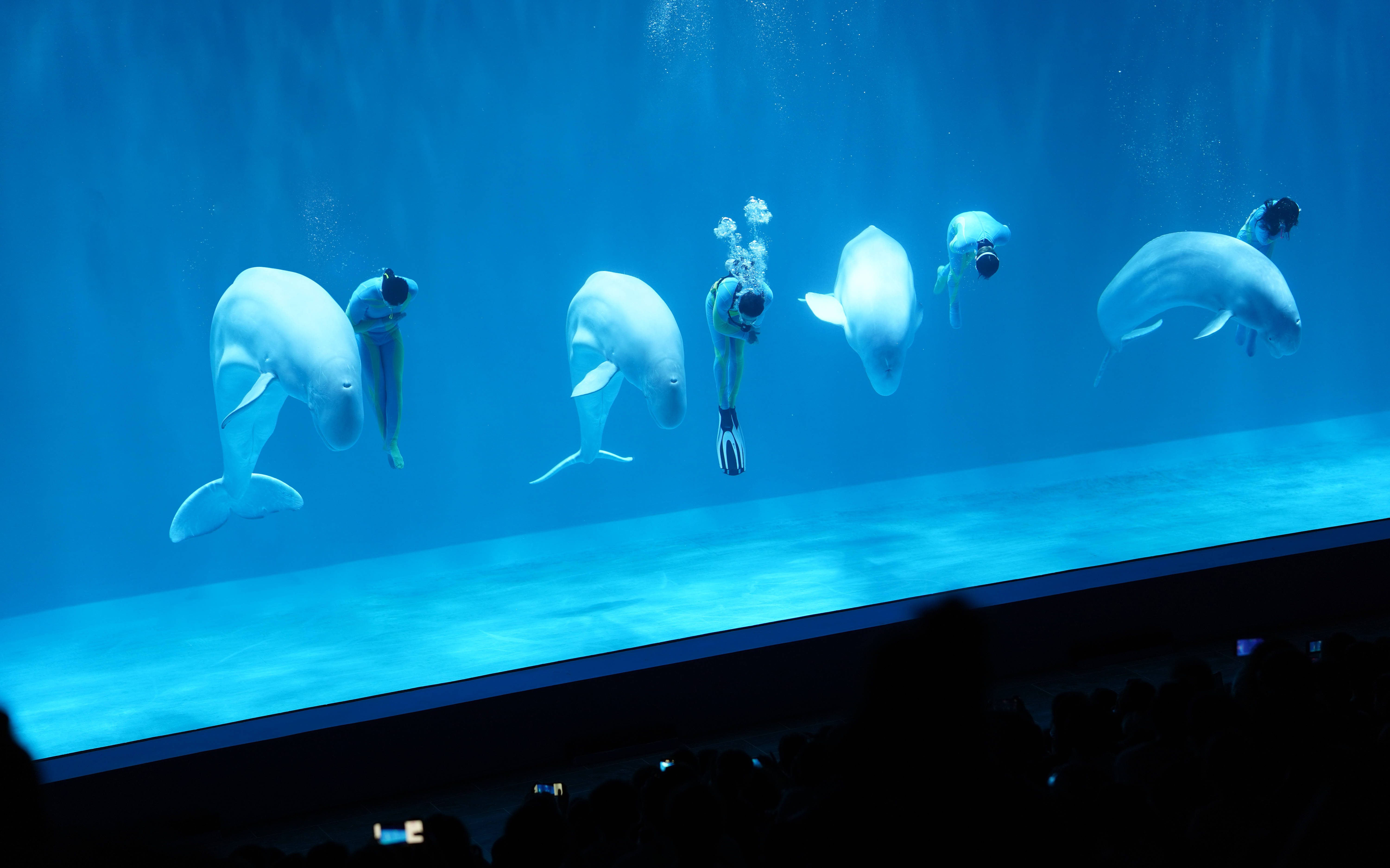 世界首创“四鲸秀”在哈尔滨极地公