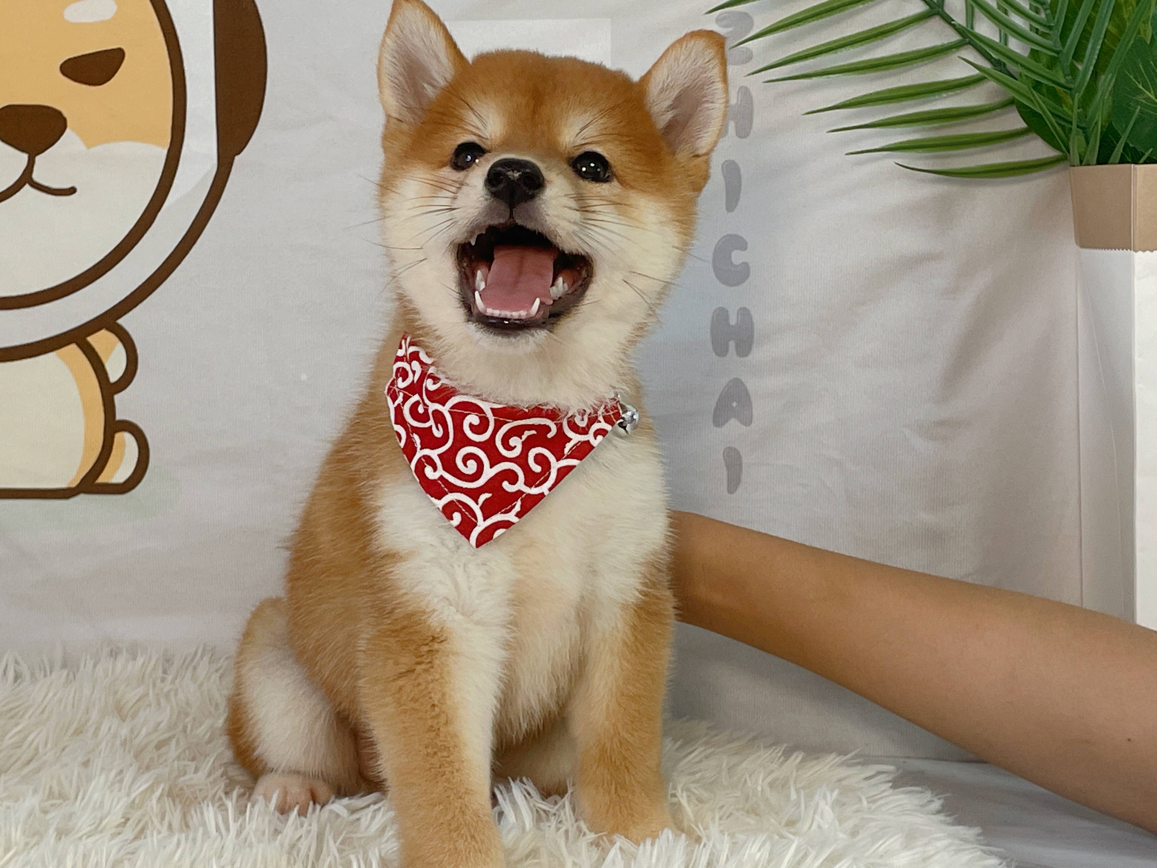 《向往的生活》里面的小h是什么狗?_柴犬_价格_品种