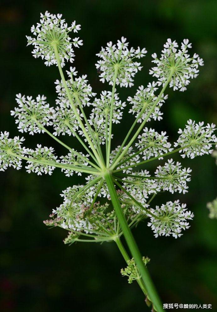 植物界全系列伞形科芹亚科十二珊瑚菜