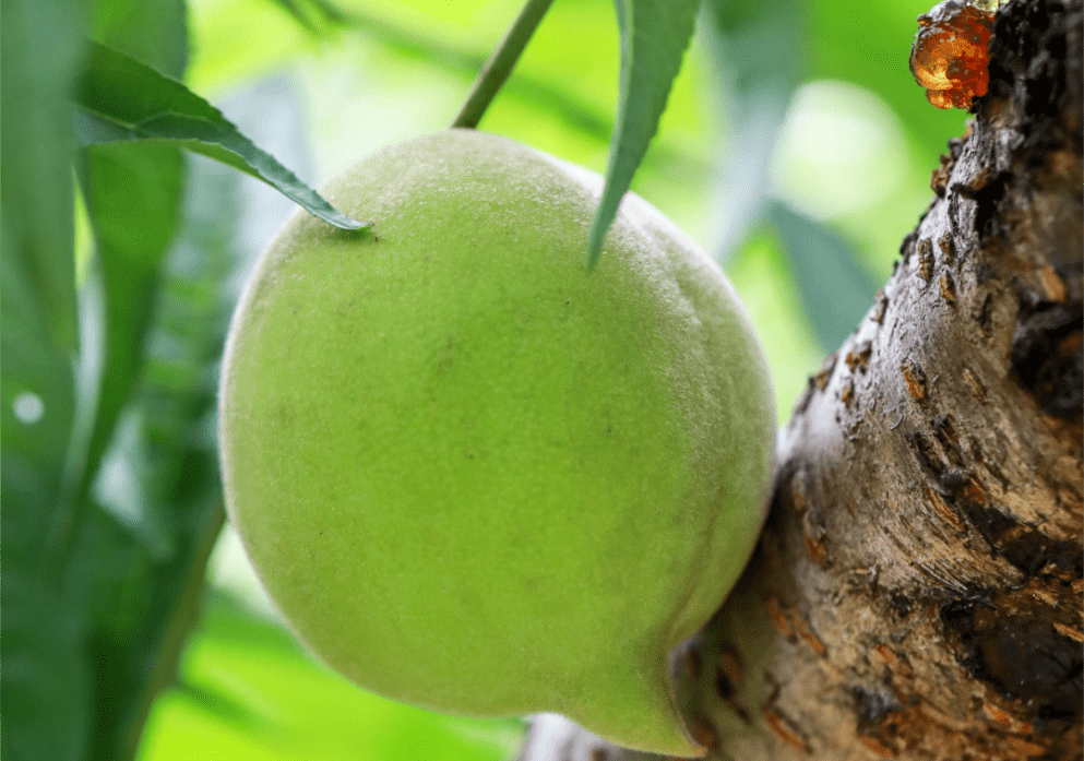 原创挑选绿色无公害的连平鹰嘴桃这几个小妙招不能少