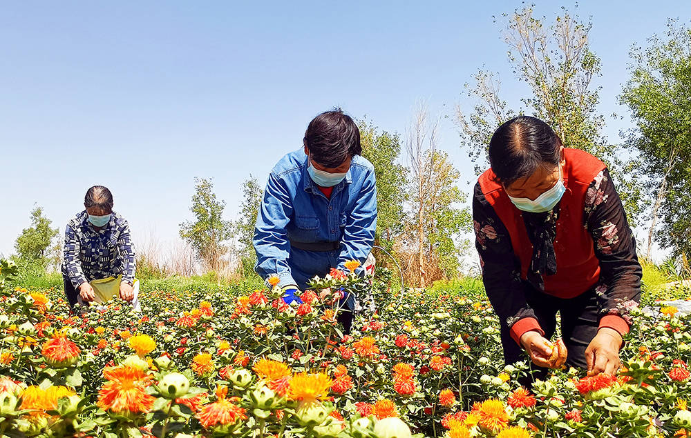 若羌:小紅花成了