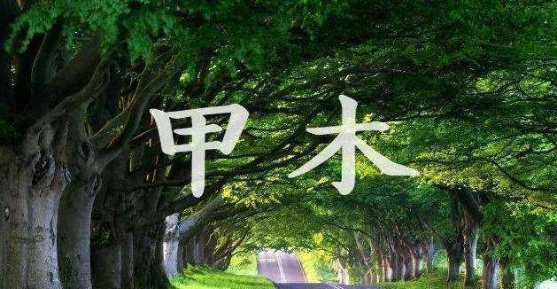 江阳君:八字取用神之甲木四季喜忌用神详解