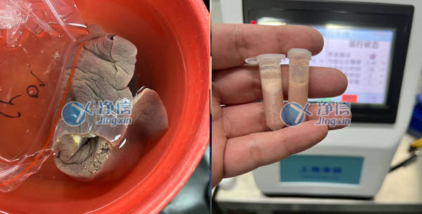 组织研磨机能否解决猪瘟检测难题|上海净信组织研磨仪