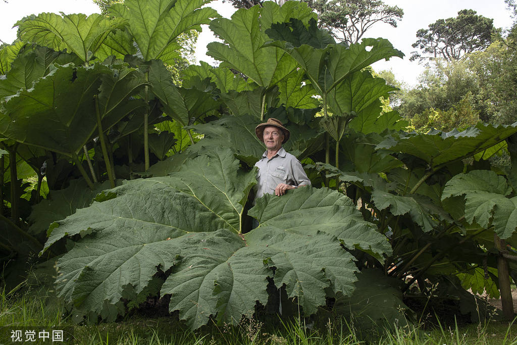 大到超乎想象英国大叶蚁塔长出约3米宽巨型叶子