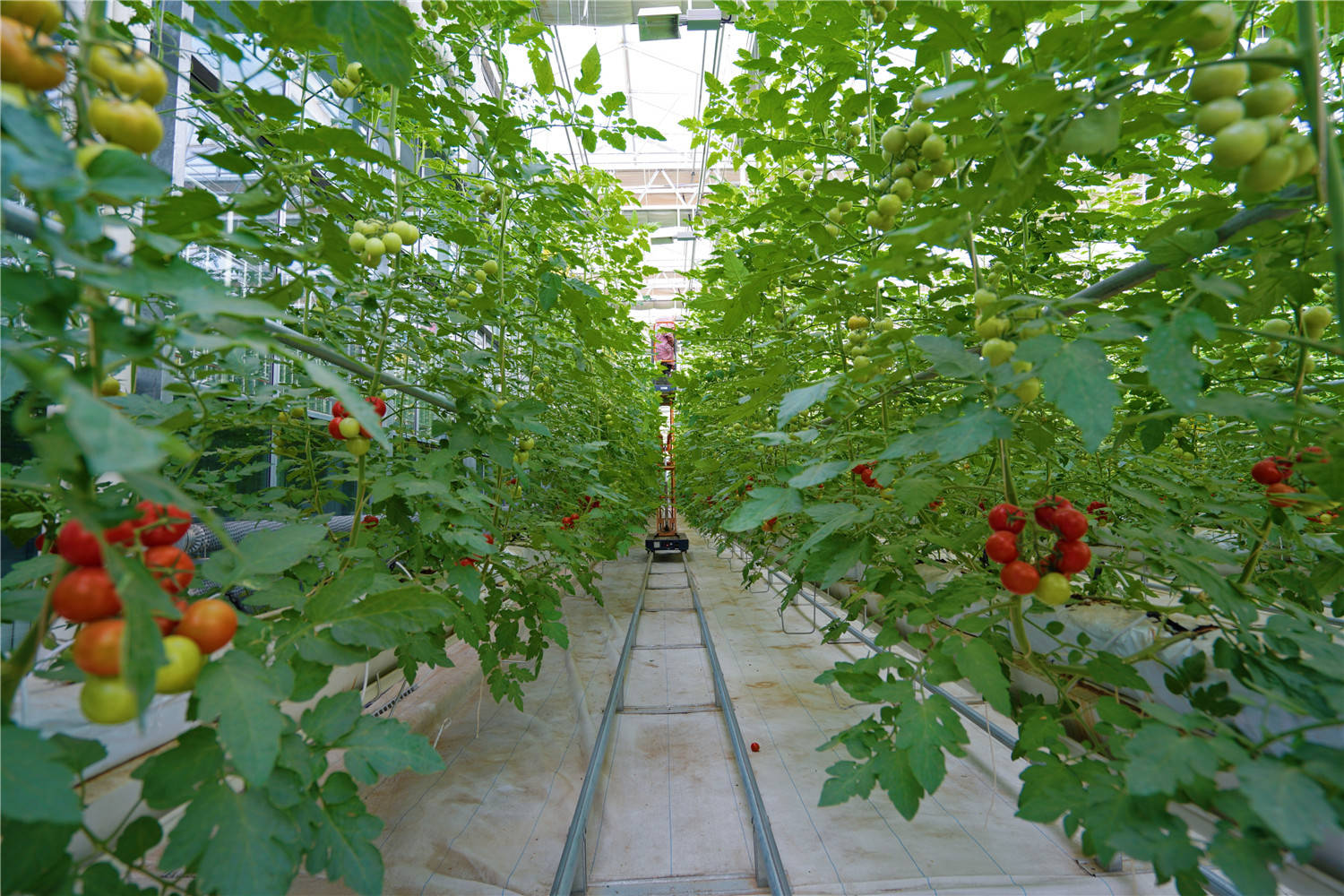 已经建成投入生产种植的高科技智能蔬菜大棚,硕果累累,欣欣向荣.