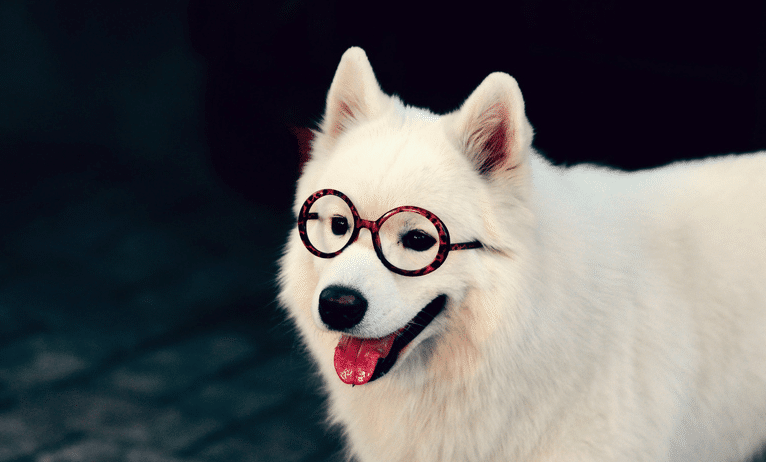 女铲屎官给萨摩耶套上黑丝,秒变"性感女郎",网友:太魅惑了!