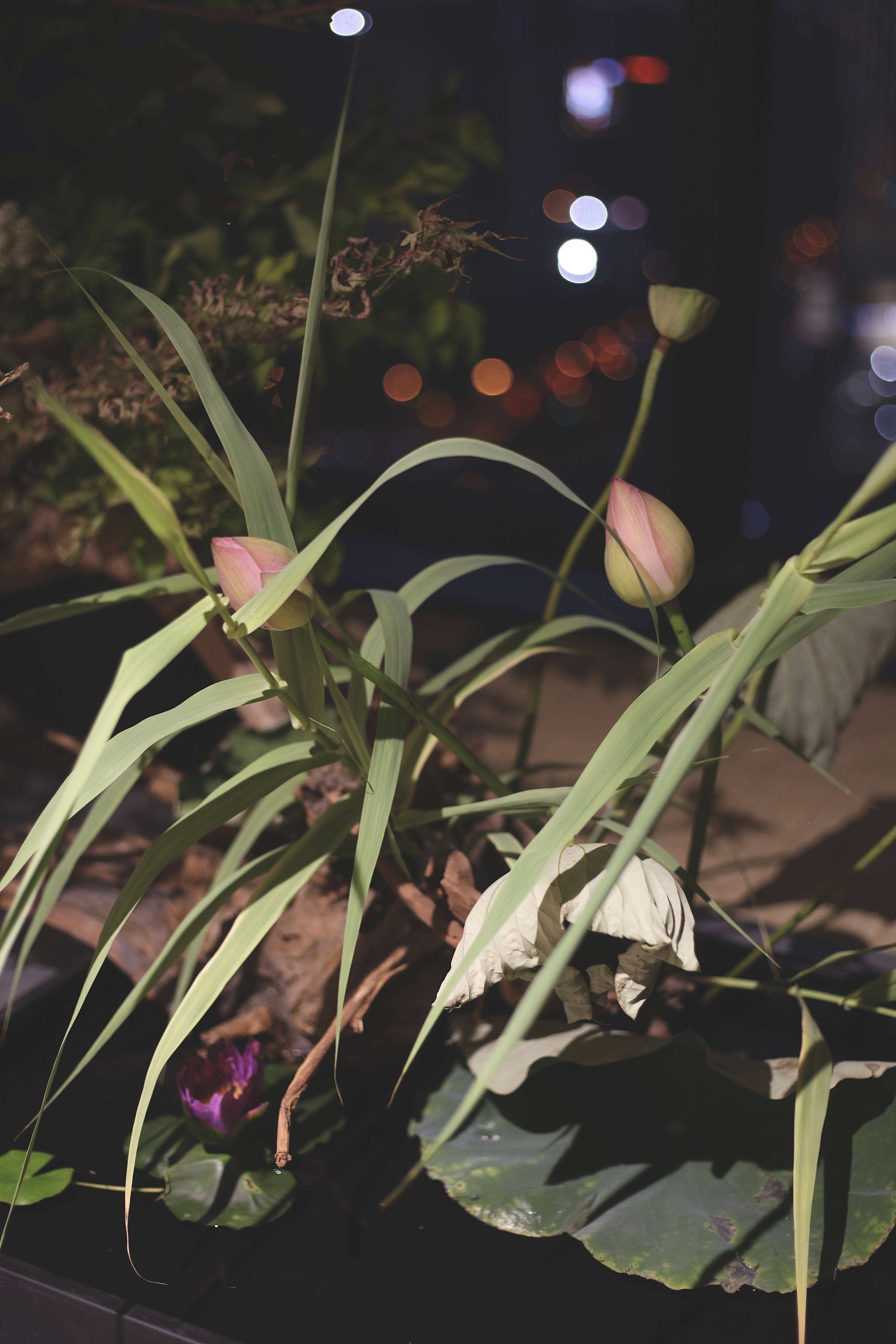 蘭印象支部夏日雅集·风动荷香|东方美学#茶会雅集花道布置