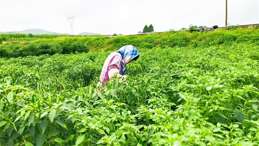 南宁市武鸣区:千亩辣椒绿映红 椒农增收笑如花