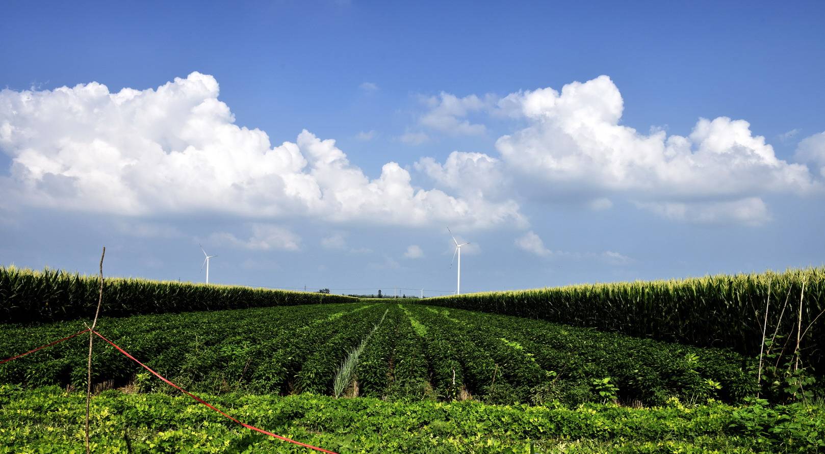 豫东平原田园风光_儿子_小葱_蒜苗