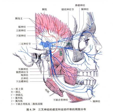 三叉神經痛是什麼?廣州天河醫院姬馨彤告訴你哪些人易患三叉神經痛!_