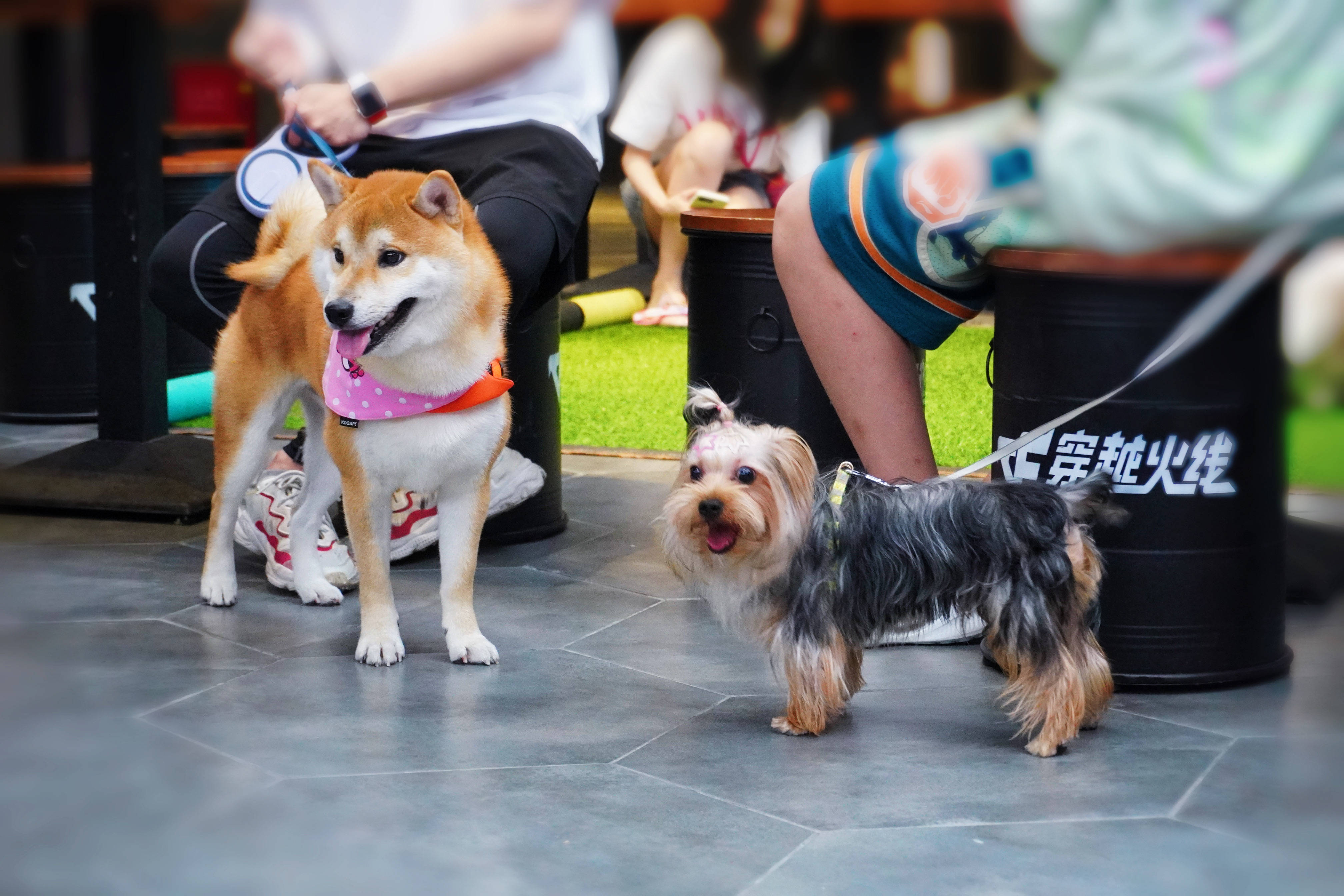 穿越火线线下宠物派对 之 相约七夕_桃源_真人_pai