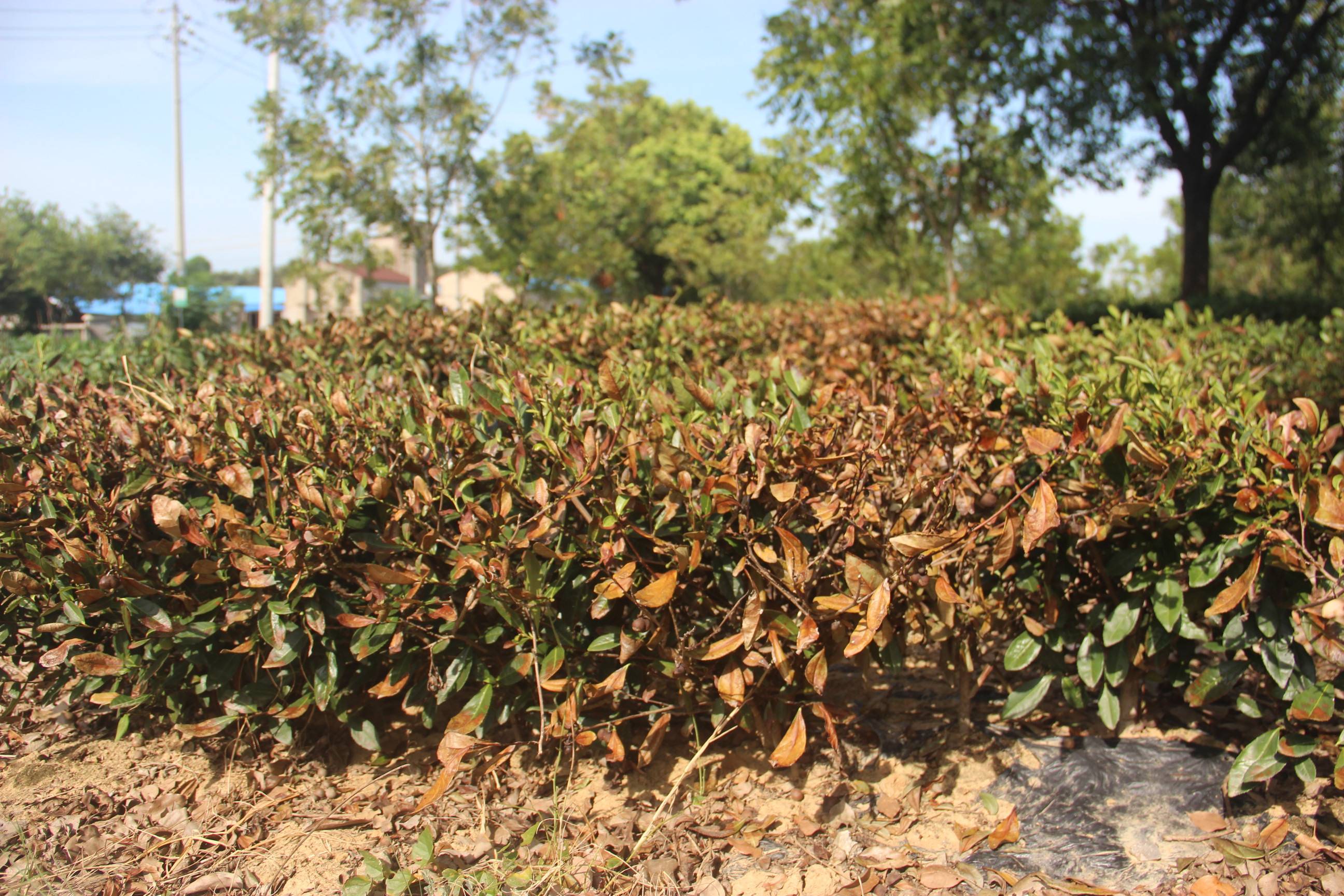 江苏句容:万亩茶树变"枯枝",茶农"抗旱自救"_茶园_茶叶_旱情