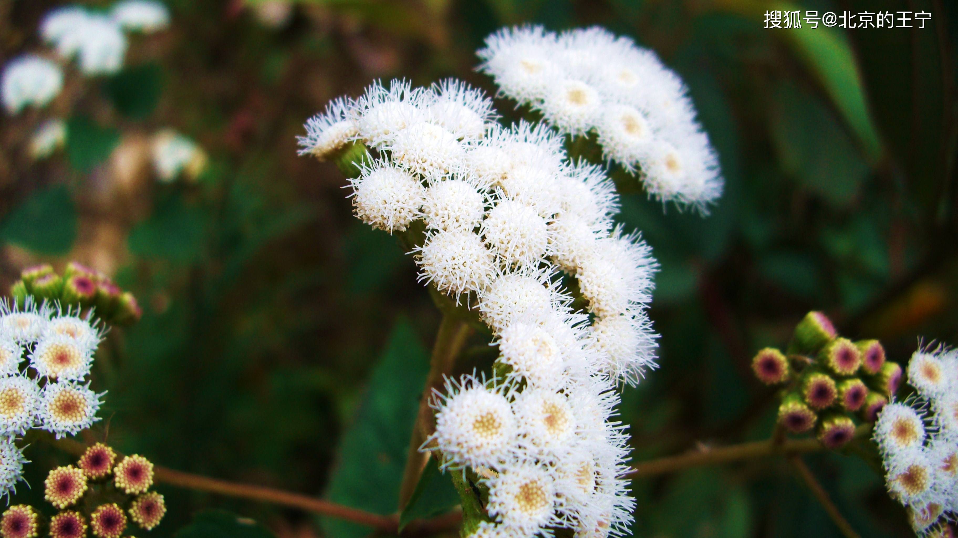 西双版纳热带花卉园位于西双版纳州府景洪市城区的云南省热带作物科学