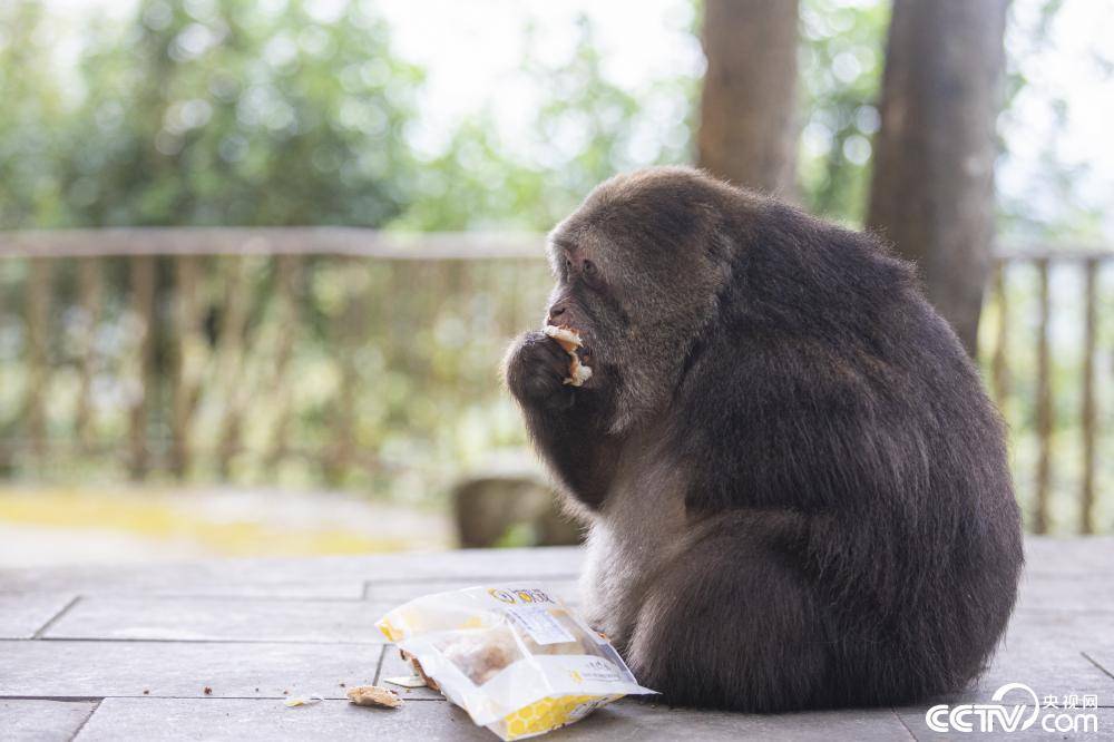 独臂猿猴“星星”成网红 游客慕名一睹真面目_村民_梁山_猴子