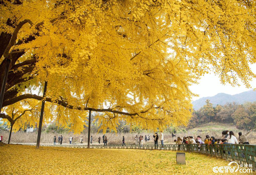 景色绝美韩国800岁巨型银杏树树叶纷黄