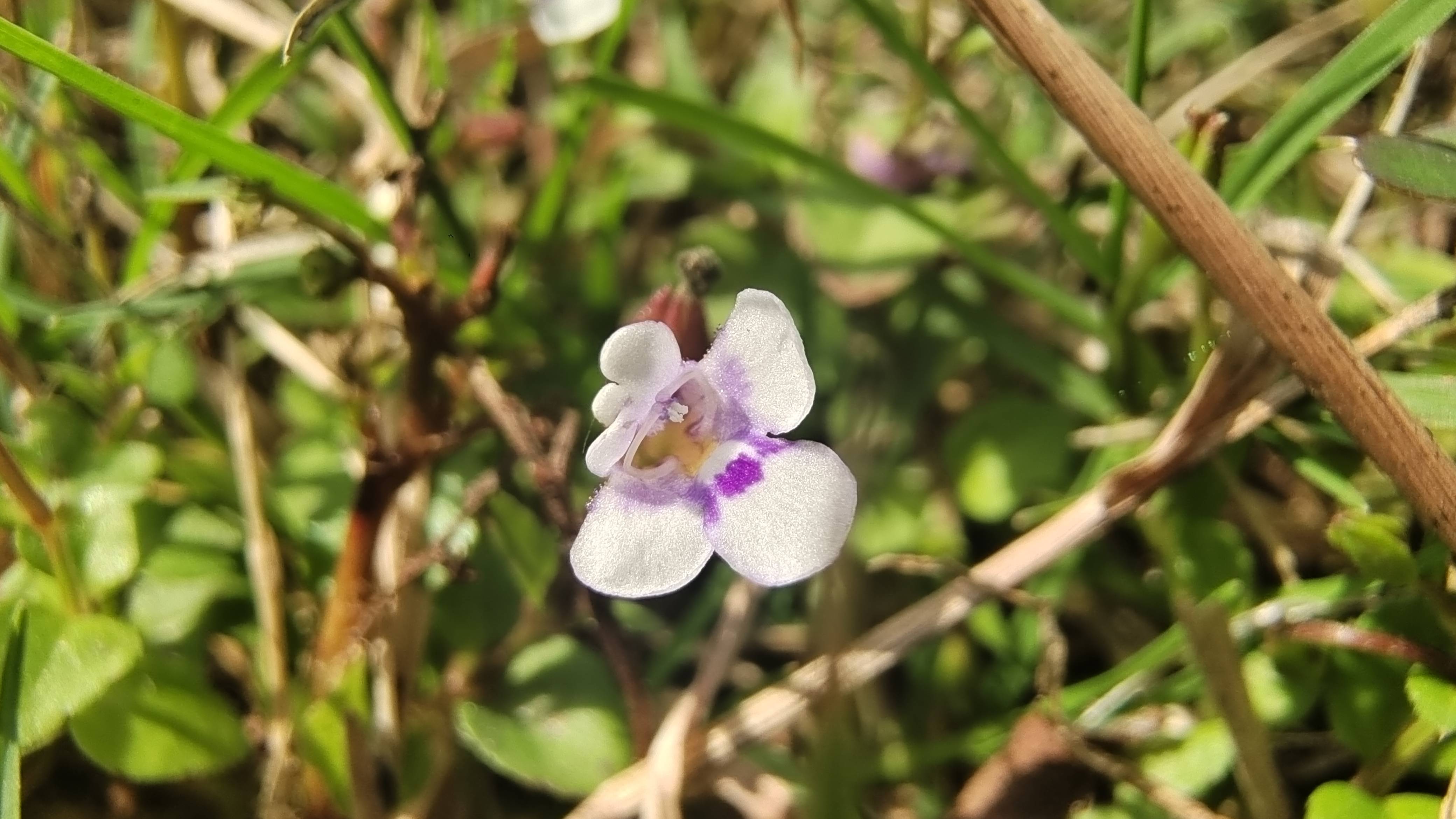 美丽吉安之赏花系列:母草花开迷人-搜狐大视野-搜狐新闻