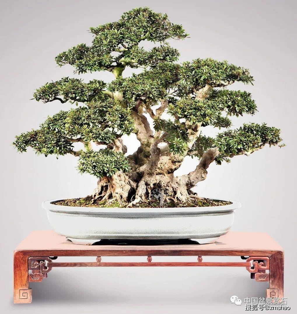 杂木盆景欣赏3-搜狐大视野-搜狐新闻