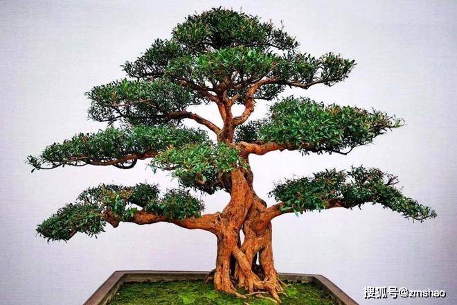 杂木盆景欣赏3-搜狐大视野-搜狐新闻