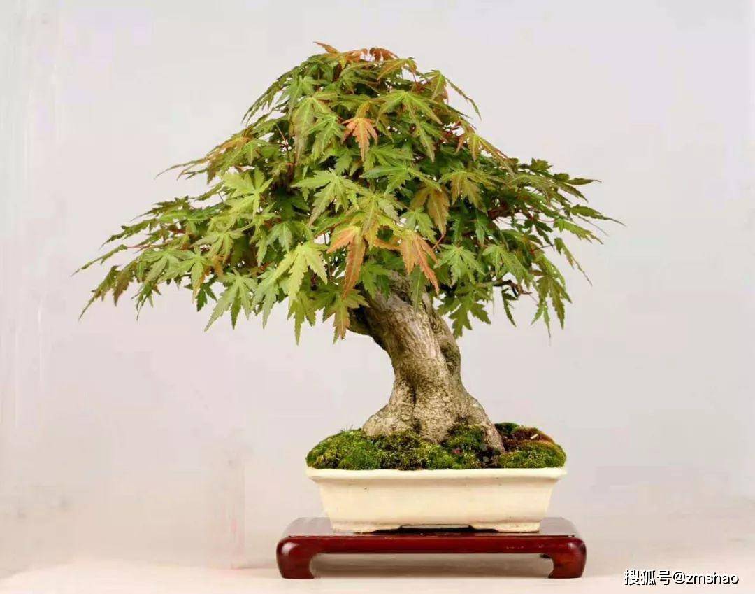 杂木盆景欣赏2-搜狐大视野-搜狐新闻