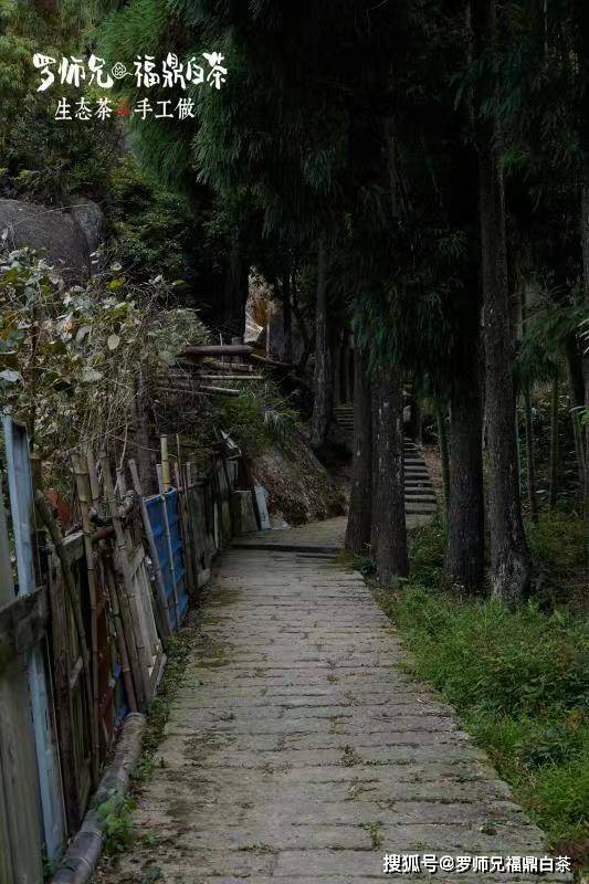 叶长千年茂 、根扎大地深-搜狐大视野-搜狐新闻