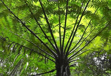 意外之喜!偶遇恐龙时期的"国宝级"植物,内心大受震撼