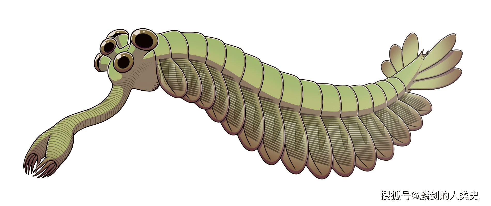 【動物界全系列】節肢動物門—恐蝦綱_歐巴賓_海蠍_真核生物