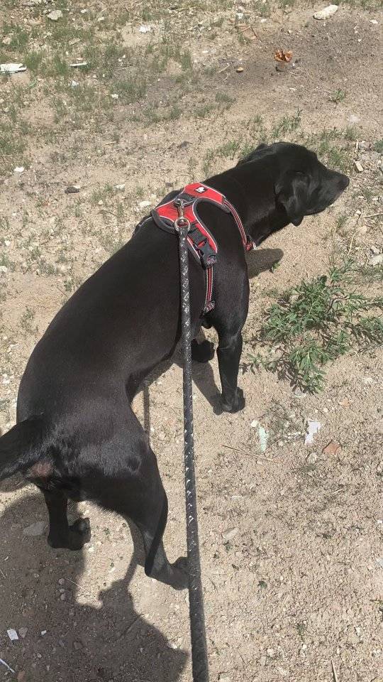 市昆都仑区《重金寻狗》—2000寻"黑色/拉布拉多"_狗狗_黄河大街_宠物