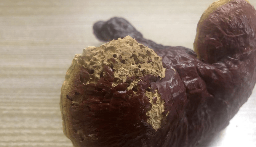 不仅灵芝容易被虫蛀,小动物们啃食其他中药材的情形更加触目惊心_物质