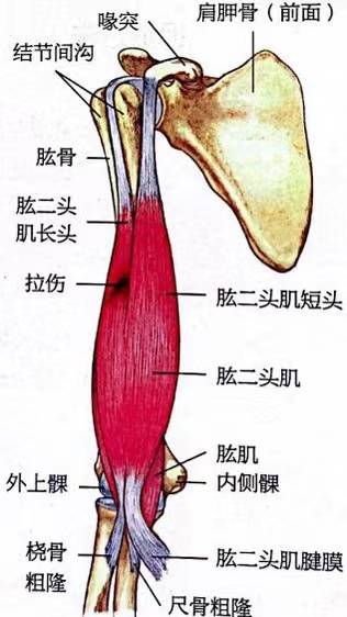 肱二头肌附着点图片