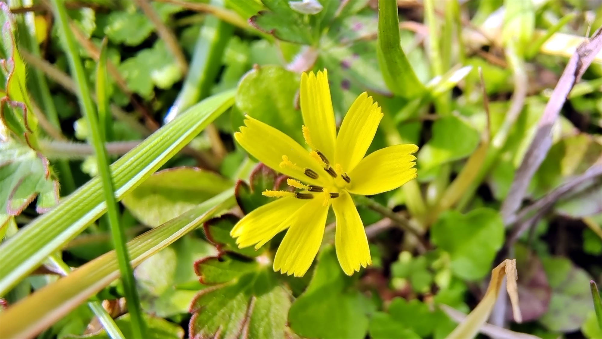 吉安随拍花花草草之稻槎菜