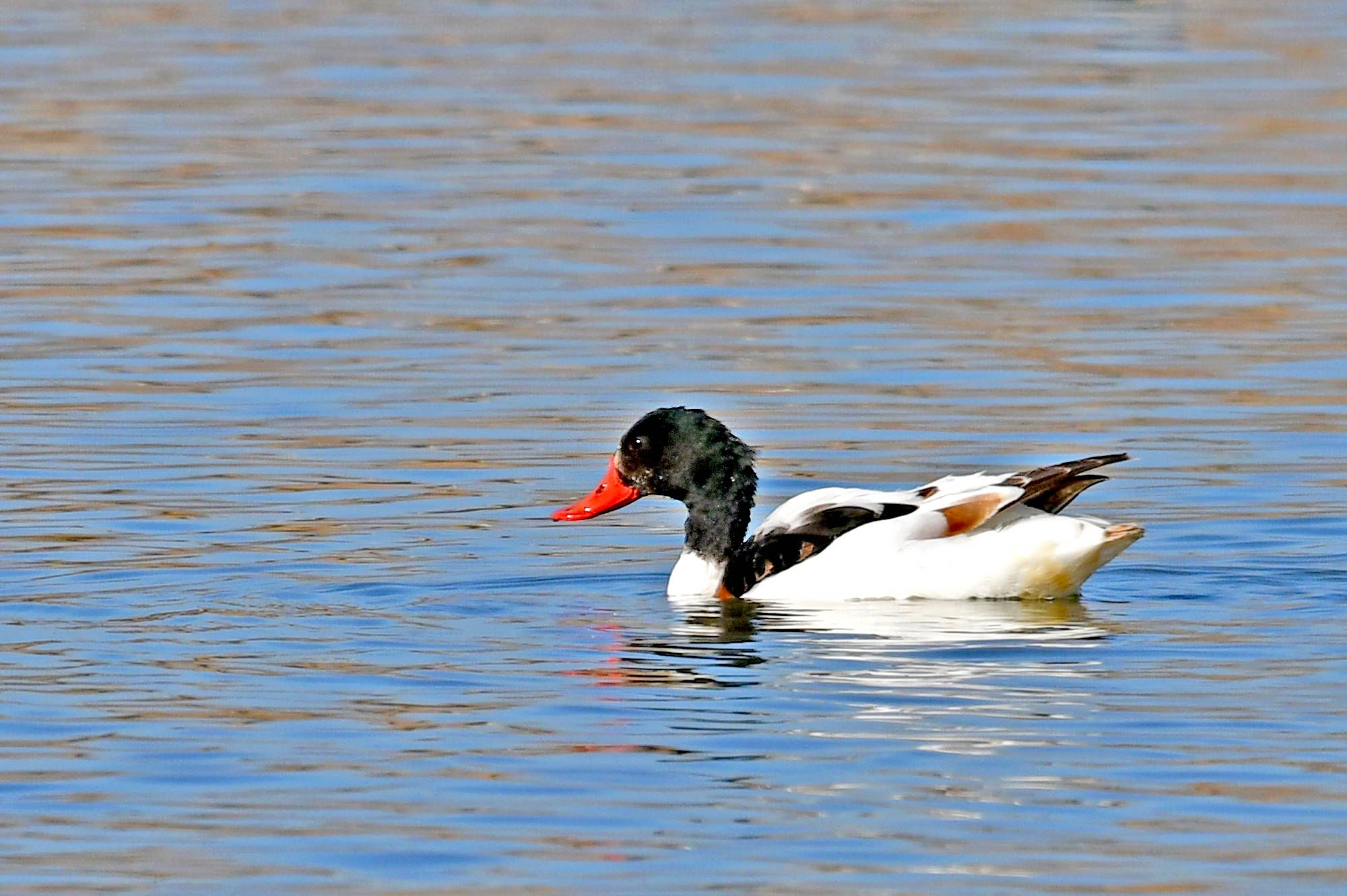 翘鼻麻鸭——观鸟纪实_保护_身体_活动