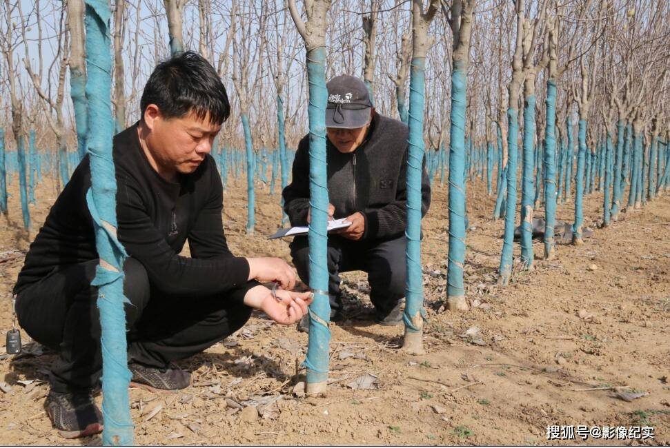 河南宝丰:植树佳节时 苗木俏市场