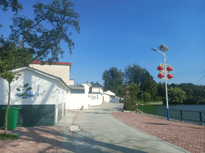 信阳市罗山县潘新镇徐寨村:打造"垄上花田" 助力乡村振兴_发展_集体