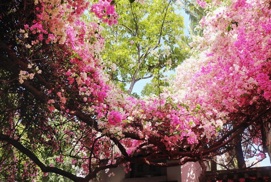 深圳园博园的粉白三角梅瀑布_东门_园林_芳园