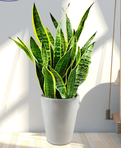 适合放在办公室的绿植,这些品种最好种!