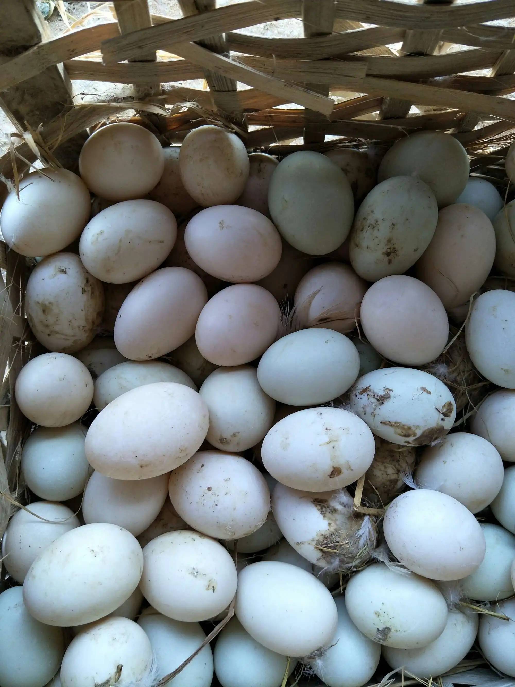 禽医王老师讲提高蛋鸭产蛋量的最佳方法鸭子吃什么能天天生蛋_饲料