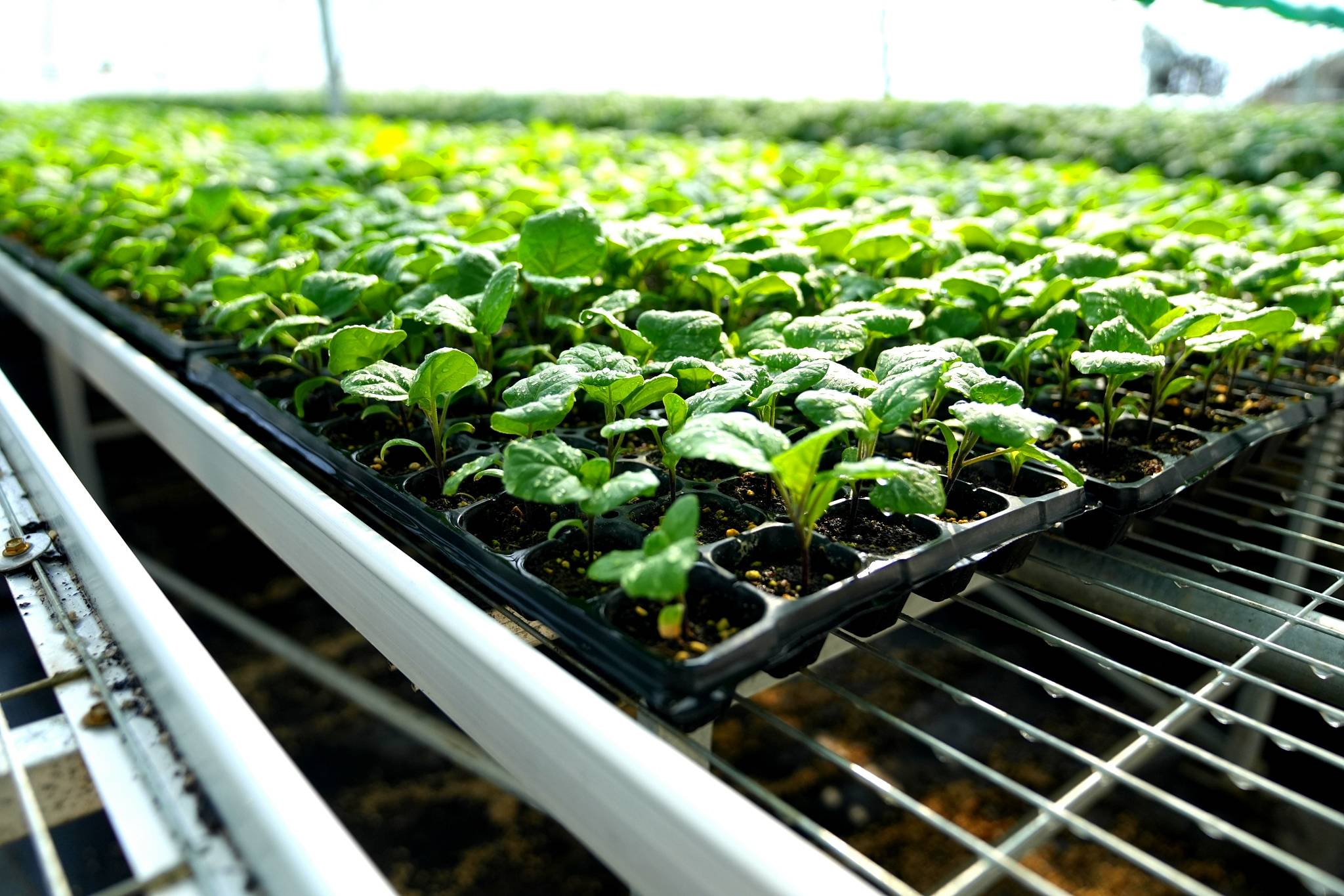 若羌:智慧温室大棚 果蔬长势喜人