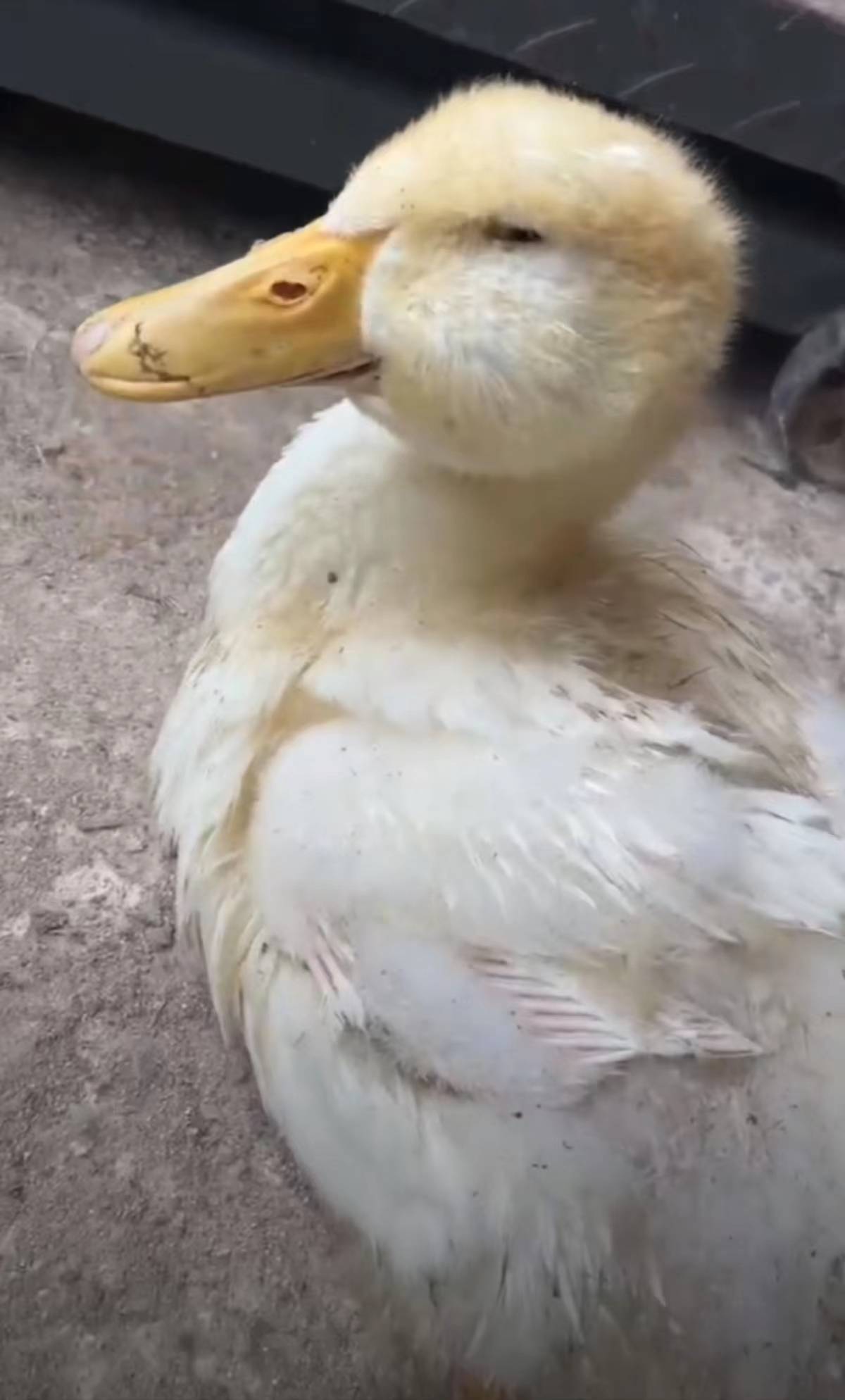 大头鸭壁纸图片