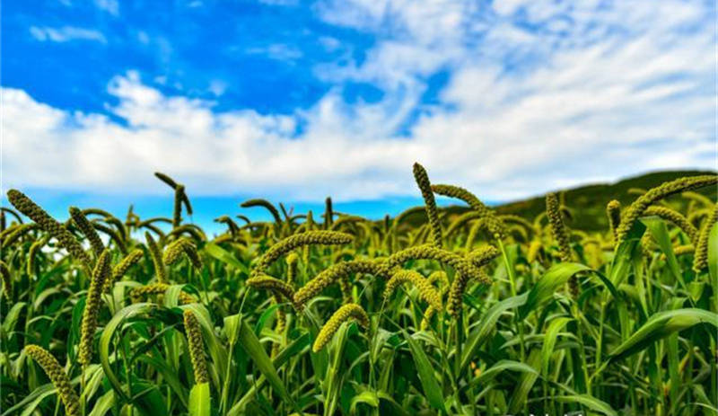 山东天鹰生物农业小知识：航天EM菌原液是个啥东东插图5