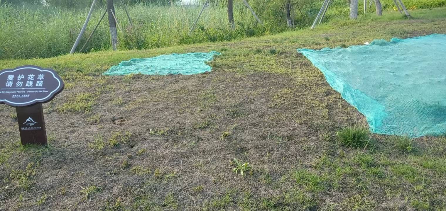 春季播草坪花卉種子如何防治雜草-草坪建植花卉播種注意事項-播種前